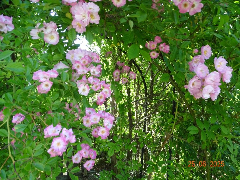  - Trandafiri 2025 3