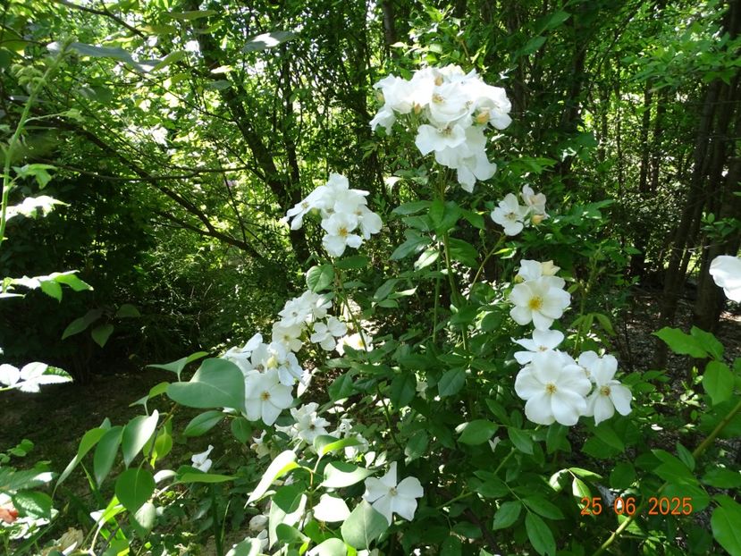 - Trandafiri 2025 3