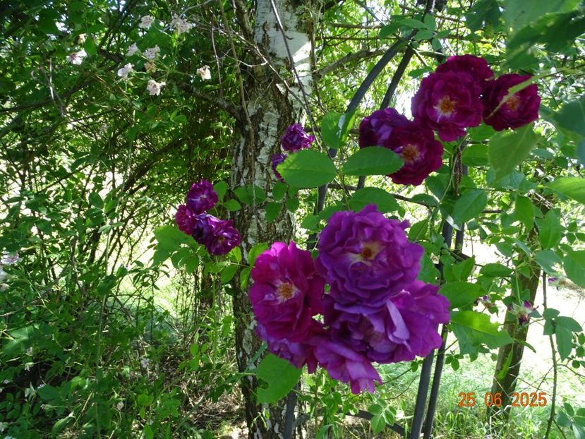  - Trandafiri 2025 3