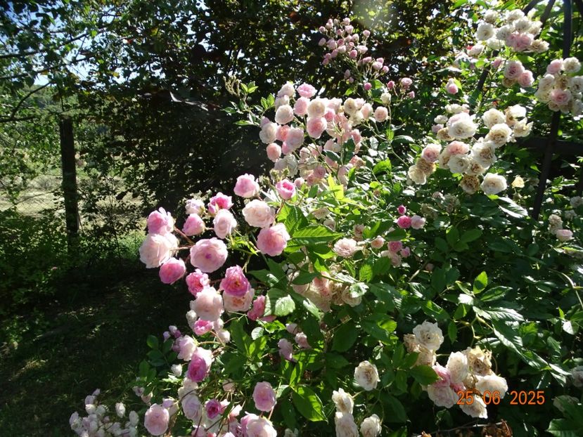  - Trandafiri 2025 3