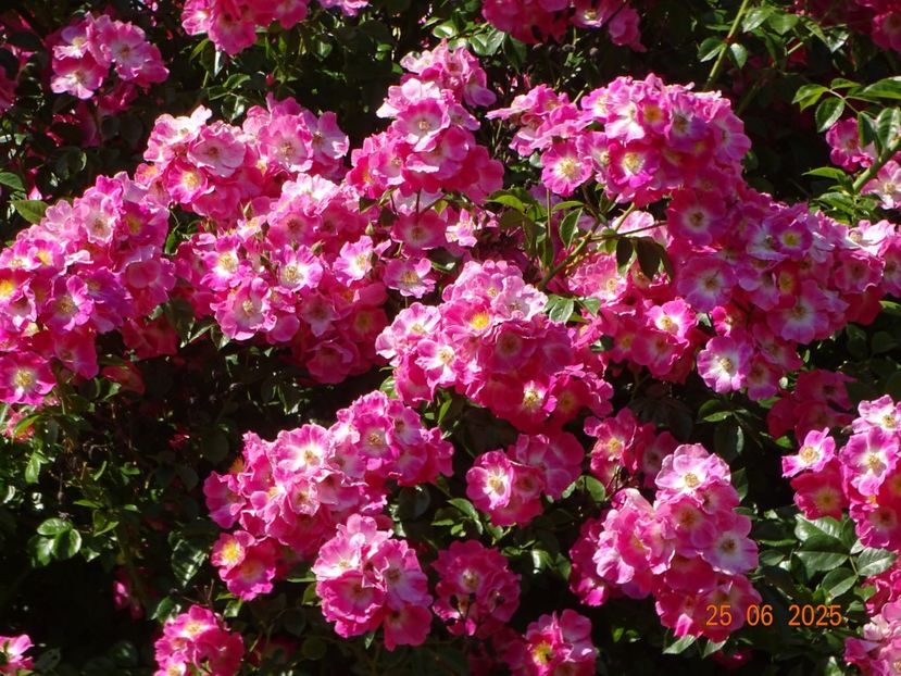  - Trandafiri 2025 3