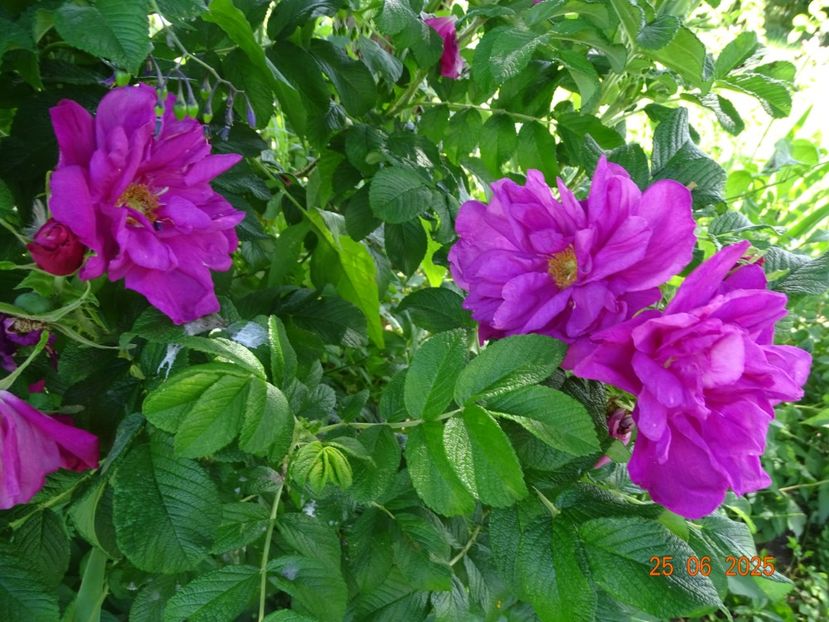  - Trandafiri 2025 3
