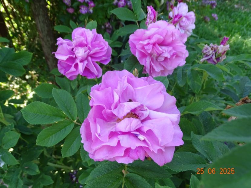  - Trandafiri 2025 3