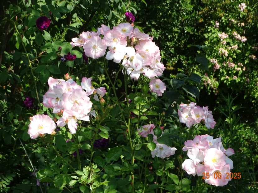  - Trandafiri 2025 3