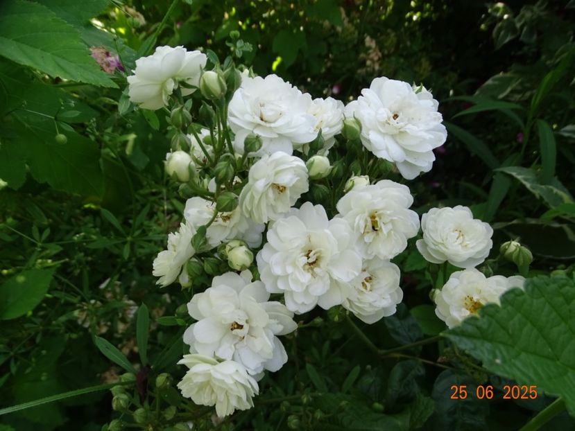  - Trandafiri 2025 3