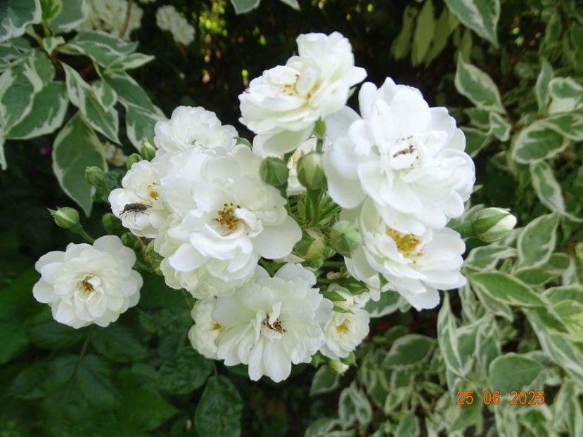  - Trandafiri 2025 3