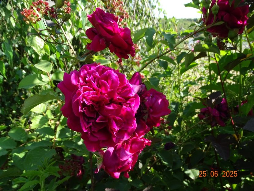  - Trandafiri 2025 3