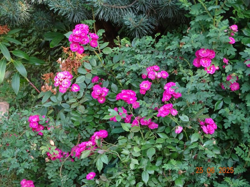  - Trandafiri 2025 3