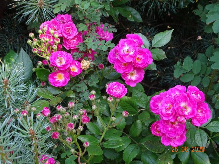  - Trandafiri 2025 3