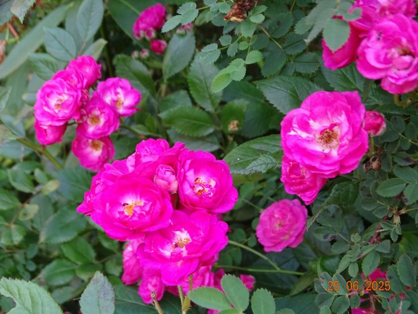  - Trandafiri 2025 3