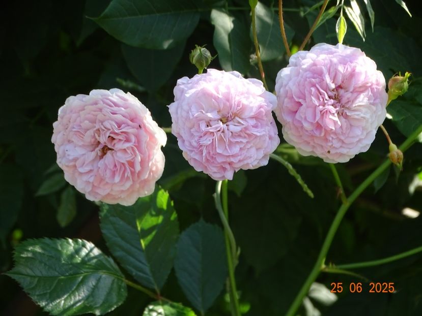  - Trandafiri 2025 3
