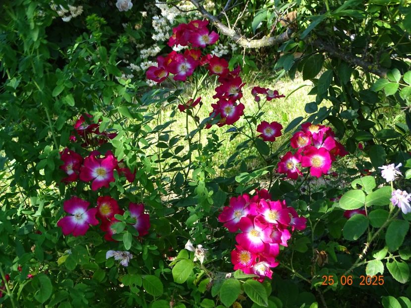  - Trandafiri 2025 3