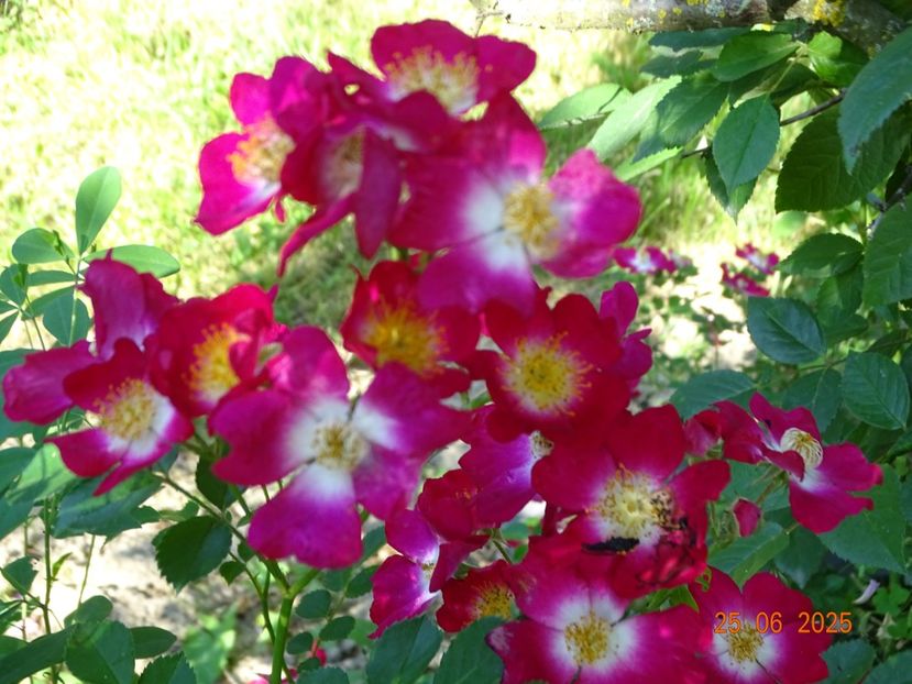  - Trandafiri 2025 3