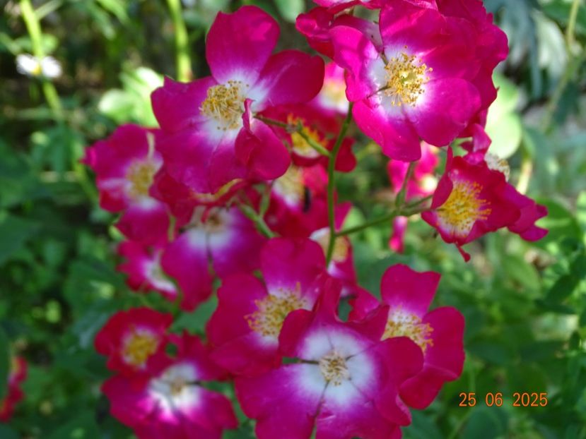  - Trandafiri 2025 3