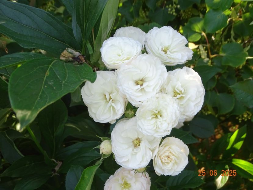  - Trandafiri 2025 3