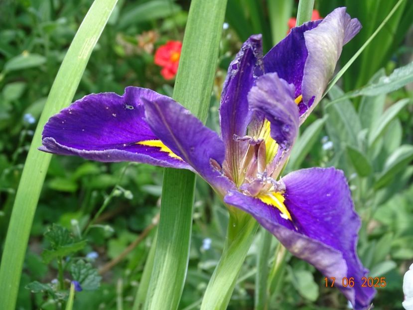  - Irisi 2025 -Dobarland