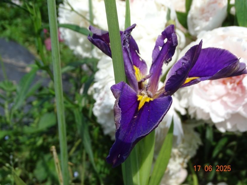  - Irisi 2025 -Dobarland