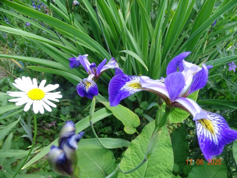  - Irisi 2025 -Dobarland