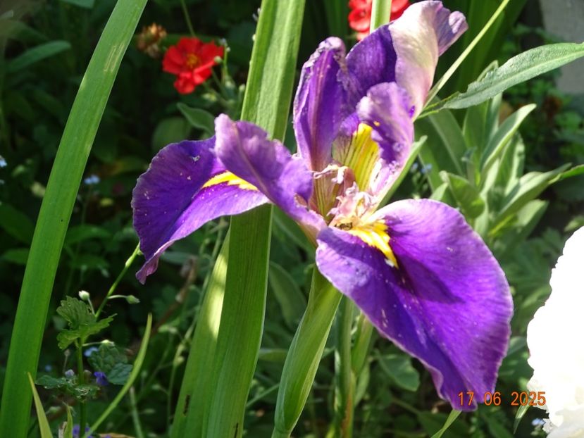  - Irisi 2025 -Dobarland