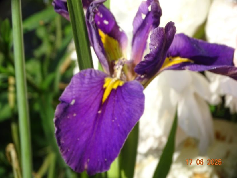  - Irisi 2025 -Dobarland