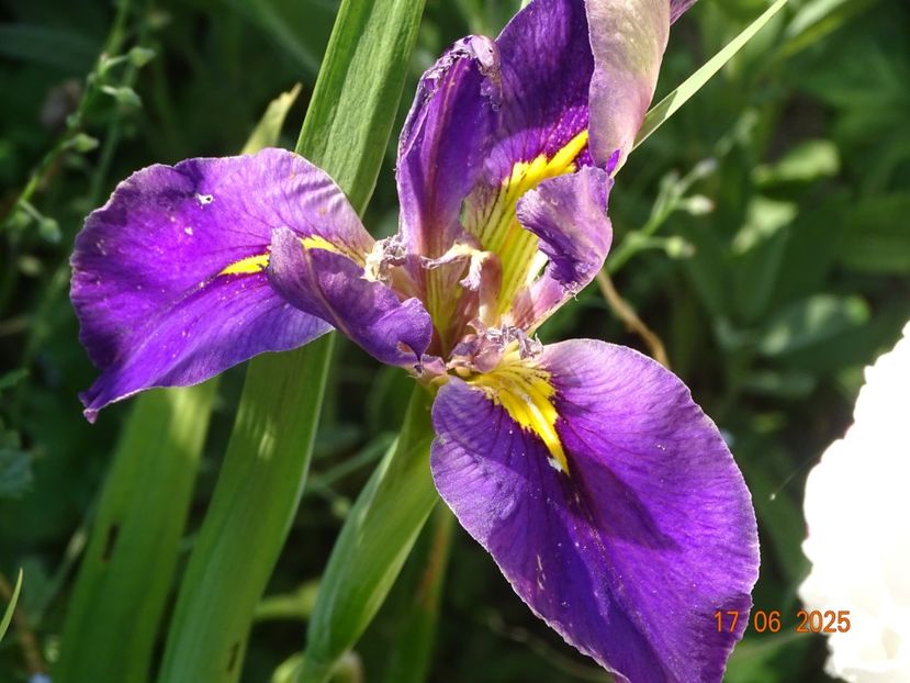  - Irisi 2025 -Dobarland