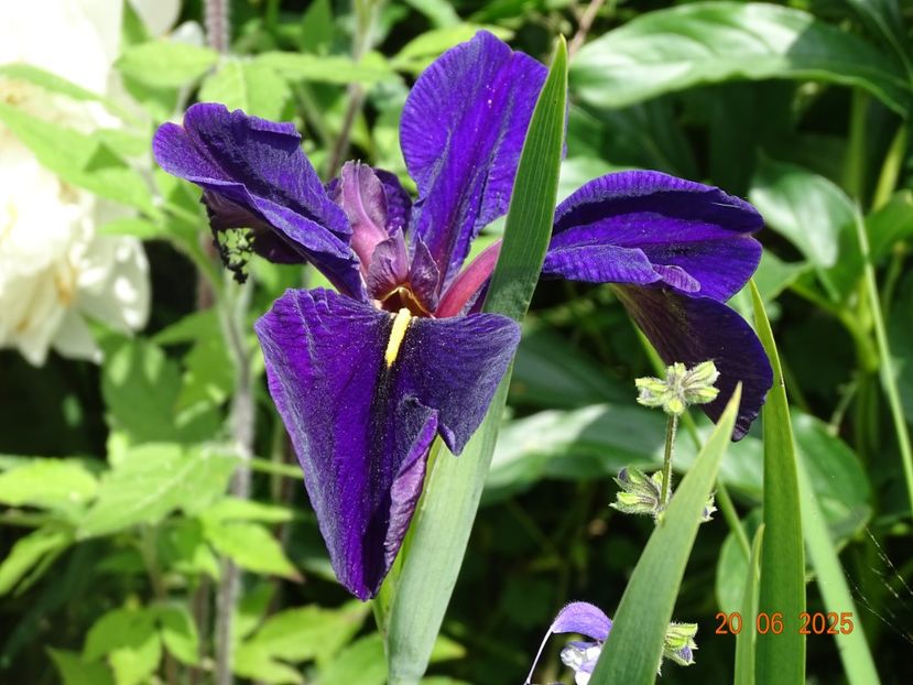  - Irisi 2025 -Dobarland