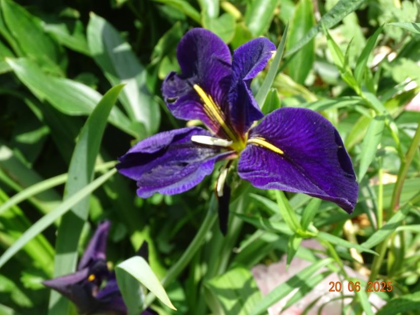  - Irisi 2025 -Dobarland