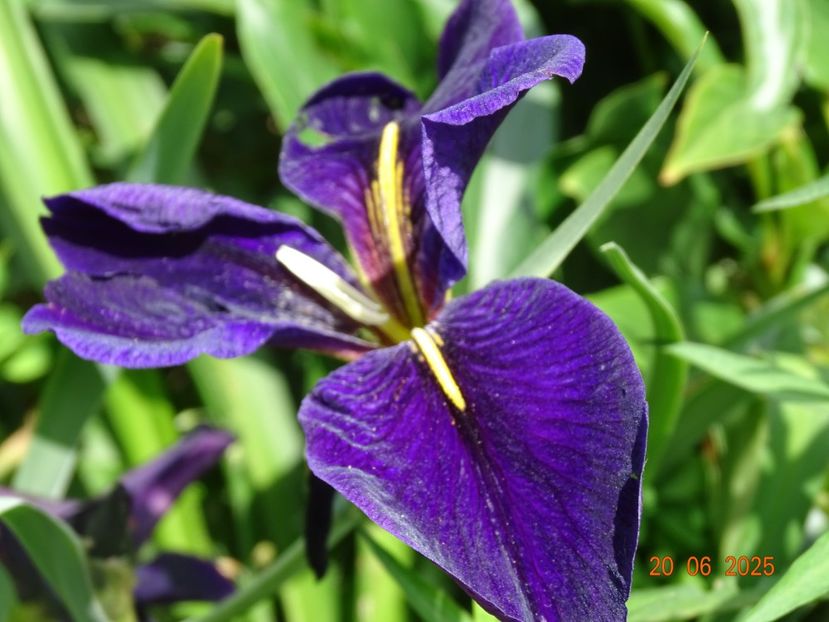  - Irisi 2025 -Dobarland