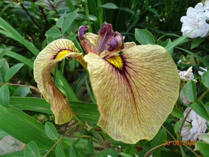  - Irisi 2025 -Dobarland