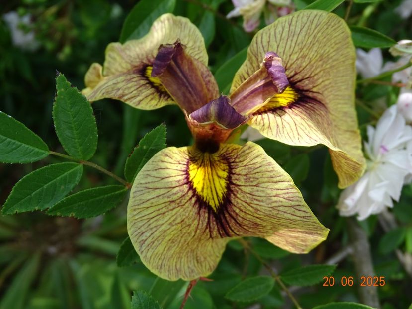  - Irisi 2025 -Dobarland