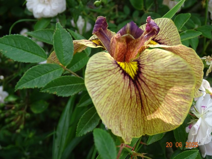  - Irisi 2025 -Dobarland