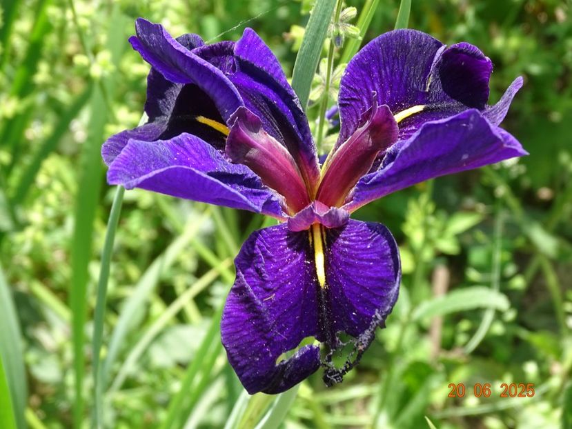  - Irisi 2025 -Dobarland