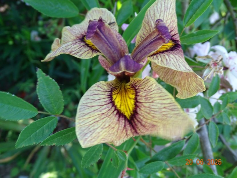  - Irisi 2025 -Dobarland