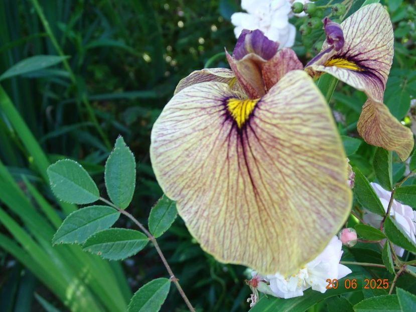  - Irisi 2025 -Dobarland