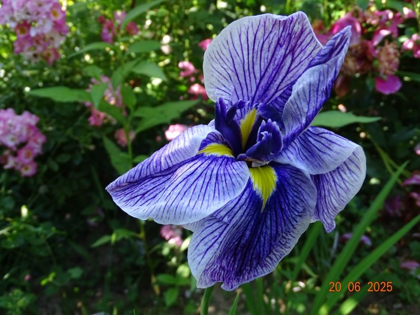  - Irisi 2025 -Dobarland