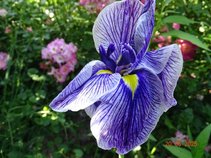  - Irisi 2025 -Dobarland