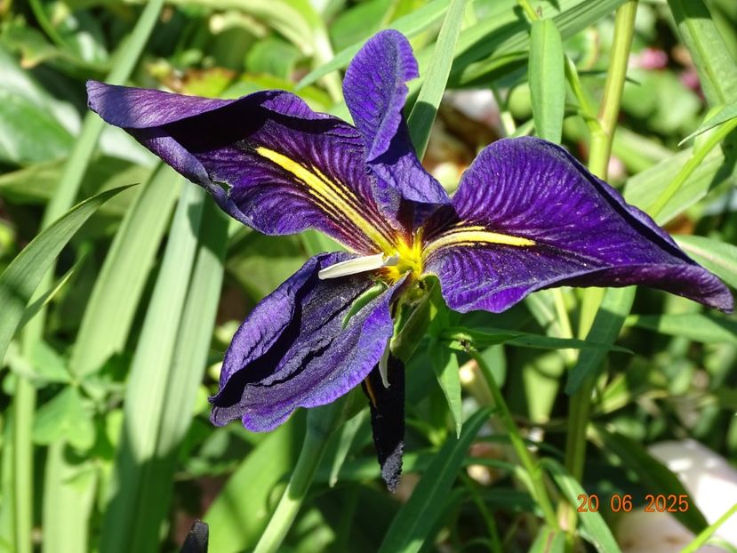  - Irisi 2025 -Dobarland