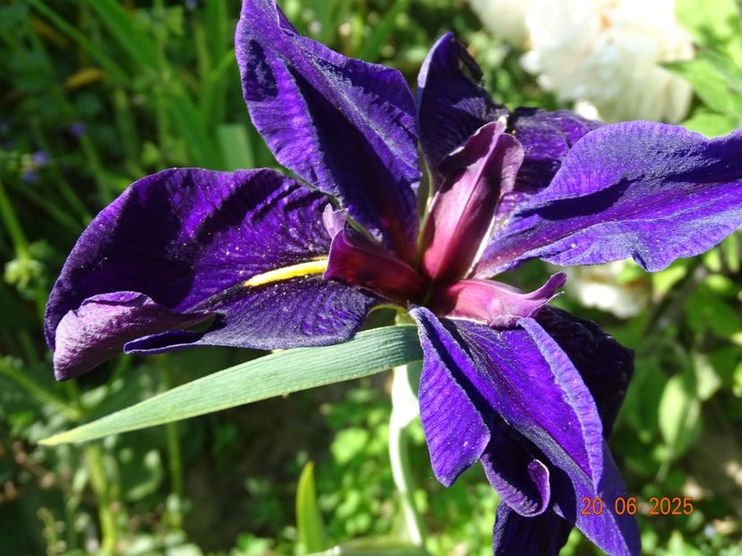  - Irisi 2025 -Dobarland