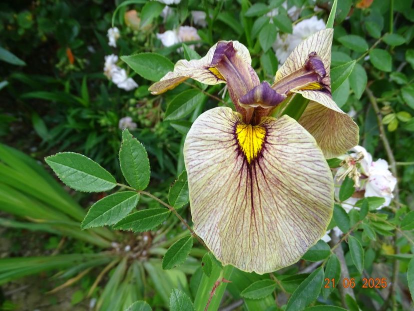  - Irisi 2025 -Dobarland