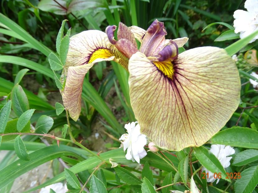  - Irisi 2025 -Dobarland