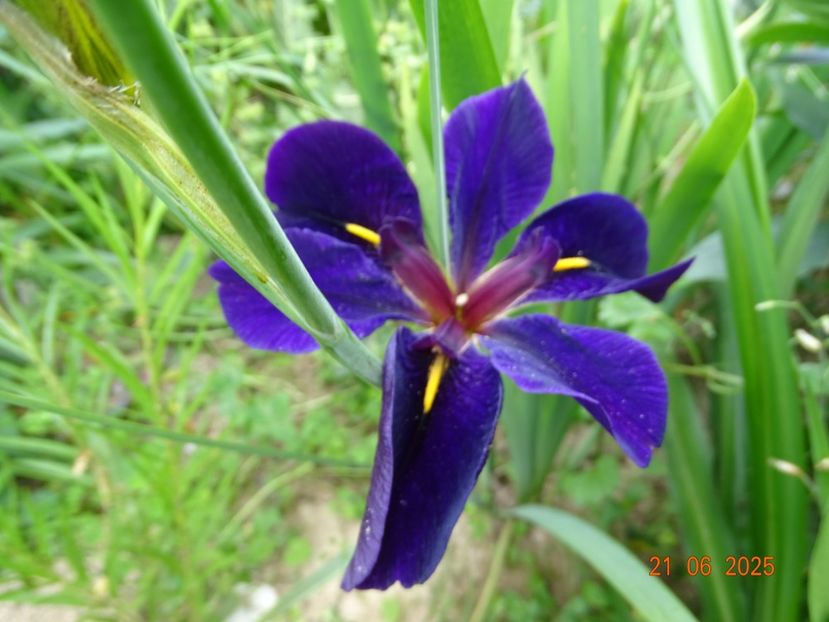  - Irisi 2025 -Dobarland