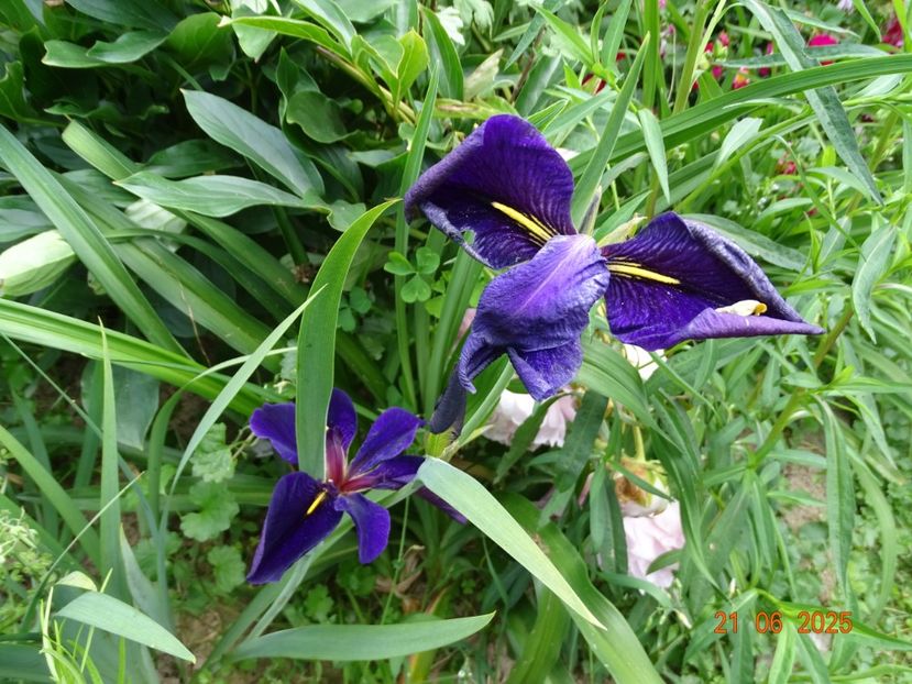  - Irisi 2025 -Dobarland