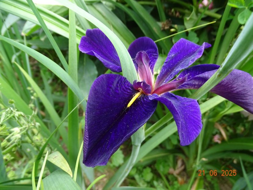  - Irisi 2025 -Dobarland