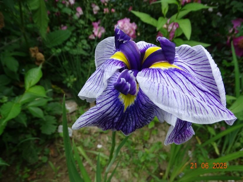  - Irisi 2025 -Dobarland