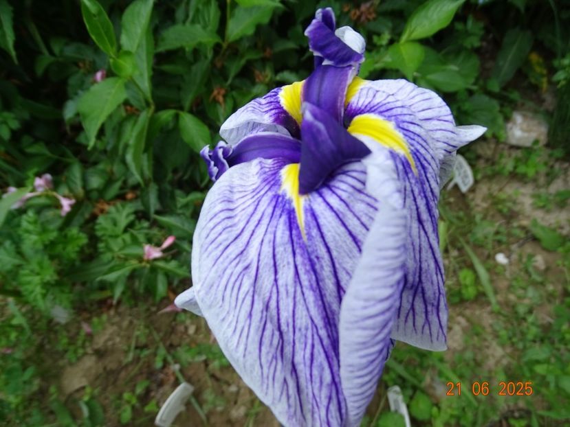  - Irisi 2025 -Dobarland