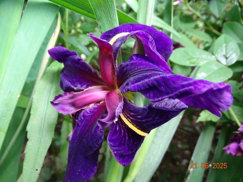  - Irisi 2025 -Dobarland