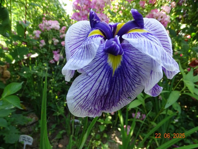  - Irisi 2025 -Dobarland