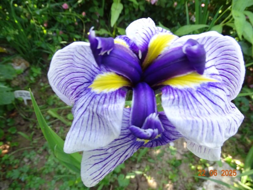  - Irisi 2025 -Dobarland