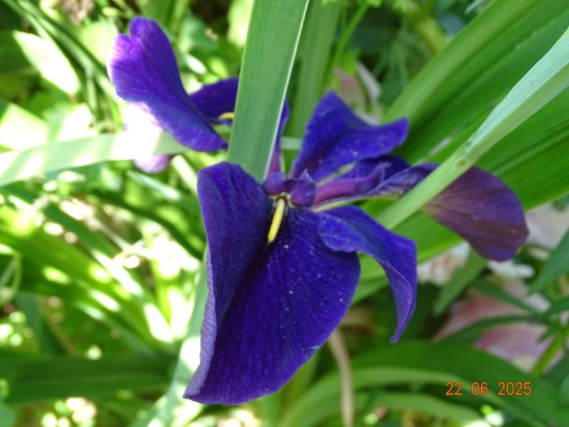  - Irisi 2025 -Dobarland