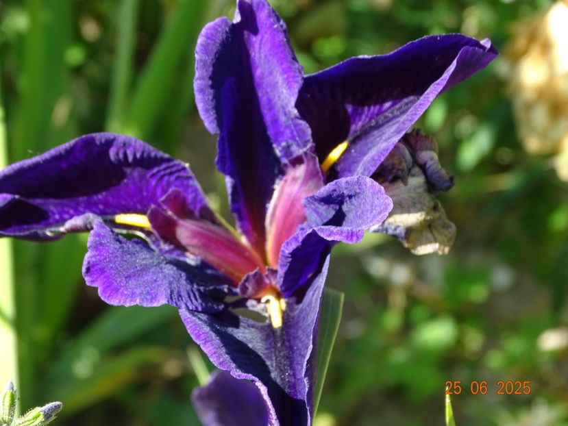  - Irisi 2025 -Dobarland